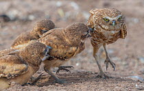 Burrowing owl (Athene cunicularia) chicks begging mother for food. Chicks aged a few weeks. Marana, Arizona, USA. May.