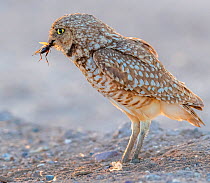 Burrowing owl (Athene cunicularia) male, insect in beak to hand over to female to feed to chicks. In evening light, Marana, Arizona, USA.