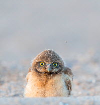 Burrowing owl (Athene cunicularia) chick, aged a few weeks, with downy crown in evening light. Marana, Arizona, USA.