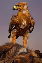 Tawny eagle (Aquila rapax), on a Bush Pig carcass, Zimanga Private Nature Reserve, KwaZulu Natal, South Africa