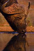 African buffalo / Cape buffalo (Syncerus caffer) drinking Zimanga Private Nature Reserve, KwaZulu Natal, South Africa