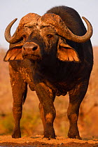 African buffalo / Cape buffalo (Syncerus caffer) portrait, Zimanga Private Nature Reserve, KwaZulu Natal, South Africa