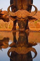 African buffalo / Cape buffalo (Syncerus caffer) drinking form waterhole, Zimanga Private Nature Reserve, KwaZulu Natal, South Africa