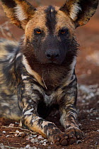 African wild dog (Lycaon pictus) portrait, Zimanga Private Nature Reserve, KwaZulu Natal, South Africa