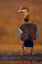 Egyptian goose (Alopochen aegyptiacus), Zimanga Private Nature Reserve, KwaZulu Natal, South Africa