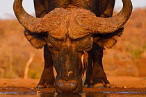 RF - African buffalo / Cape buffalo (Syncerus caffer) with Red billed oxpecker (Buphagus erythrorhynchus) drinking at waterhole, Zimanga Private Nature Reserve, KwaZulu Natal, South Africa