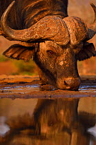 African buffalo / Cape buffalo (Syncerus caffer) drinking from waterhole, Zimanga Private Nature Reserve, KwaZulu Natal, South Africa
