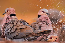 Red-eyed doves (Streptopelia semitorquata) bathing, Zimanga Private Nature Reserve, KwaZulu Natal, South Africa