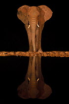 RF - African bush elephant, (Loxodonta africana) at night, reflected in waterhole, South Africa