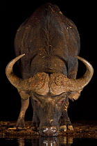 African buffalo / Cape buffalo (Syncerus caffer) drinking at waterhole at night, Zimanga Private Nature Reserve, KwaZulu Natal, South Africa