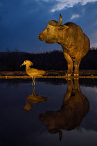 Hammerkop (Scopus umbretta) at waterhole at dusk with an African buffalo / Cape buffalo (Syncerus caffer) in the background, Zimanga Private Nature Reserve, KwaZulu Natal, South Africa.