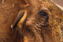 Common Warthog (Phacochoerus africanus), with a Red-billed Oxpecker (Buphagus erythrorhynchus) eating its ticks and other parasites, Zimanga Private Nature Reserve, KwaZulu Natal, South Africa