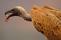 African White-backed Vulture (Gyps africanus) feeding, Zimanga Private Nature Reserve, KwaZulu Natal, South Africa