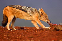 Black-backed jackal (Canis mesomelas) scavenging on dead pig Zimanga Private Nature Reserve, KwaZulu Natal, South Africa