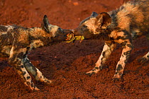 African Wild Dog / Painted Dog, (Lycaon pictus) fighting over prey, Zimanga Private Nature Reserve, KwaZulu Natal, South Africa