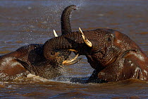 African bush elephant, (Loxodonta africana) two play fighting in water, Zimanga Private Nature Reserve, KwaZulu Natal, South Africa