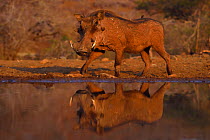 Common Warthog (Phacochoerus africanus) reflected in water hole, Zimanga Private Nature Reserve, KwaZulu Natal, South Africa