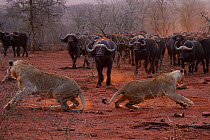 RF - African lion, (Panthera leo) confronted by a herd of African buffalo / Cape buffalo (Syncerus caffer), Zimanga Private Nature Reserve, KwaZulu Natal, South Africa