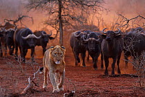 African lion, (Panthera leo) watched by a herd of African buffalo / Cape buffalo (Syncerus caffer), Zimanga Private Nature Reserve, KwaZulu Natal, South Africa. Conservation status: Vulnerable.