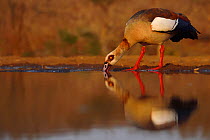 Egyptian goose (Alopochen aegyptiacus) drinking at waterhole, Zimanga Private Nature Reserve, KwaZulu Natal, South Africa