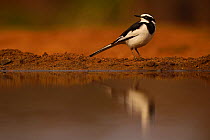 African Pied Wagtail (Motacilla aguimp) reflecting in water, Zimanga Private Nature Reserve, KwaZulu Natal, South Africa