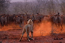 African lion (Panthera leo) female confronted by a herd of African buffalo / Cape buffalo (Syncerus caffer), Zimanga Private Nature Reserve, KwaZulu Natal, South Africa.