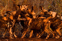 African Wild Dog / Painted Dog, (Lycaon pictus) group playing, Zimanga Private Nature Reserve, KwaZulu Natal, South Africa