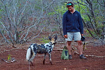 African Wild Dog / Painted Dog, (Lycaon pictus) together with guide Dean Wraith, at Zimanga Private Nature Reserve, KwaZulu Natal, South Africa