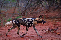 African Wild Dog / Painted Dog, (Lycaon pictus) walking, Zimanga Private Nature Reserve, KwaZulu Natal, South Africa