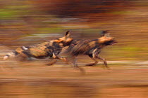 African Wild Dog / Painted Dog, (Lycaon pictus) two running soft focus. Zimanga Private Nature Reserve, KwaZulu Natal, South Africa