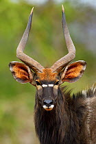 Nyala (Tragelaphus angasii), Zimanga Private Nature Reserve, KwaZulu Natal, South Africa