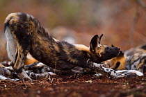 African Wild Dog / Painted Dog, (Lycaon pictus) stretching, Zimanga Private Nature Reserve, KwaZulu Natal, South Africa