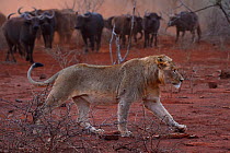 African lion, (Panthera leo) confronted by a herd of African buffalo / Cape buffalo (Syncerus caffer), Zimanga Private Nature Reserve, KwaZulu Natal, South Africa