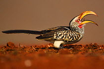 Southern Yellow-billed Hornbill, (Tockus leucomelas), eating fly larvae at a carrion site, Zimanga Private Nature Reserve, KwaZulu Natal, South Africa