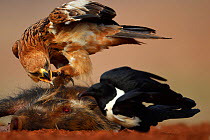 Tawny eagle (Aquila rapax), and Pied Crow, (Corvus albus) two feeding on warthog carcass, Zimanga Private Nature Reserve, KwaZulu Natal, South Africa