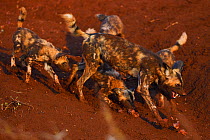 African Wild Dogs / Painted Dogs, (Lycaon pictus) running and playing, Zimanga Private Nature Reserve, KwaZulu Natal, South Africa