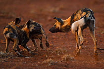 African Wild Dog / Painted Dog, (Lycaon pictus) playing, Zimanga Private Nature Reserve, KwaZulu Natal, South Africa