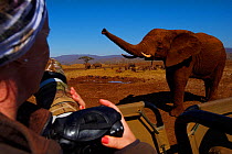Photographer Victoria Peckett photographing a curious African bush elephant, (Loxodonta africana), Zimanga Private Nature Reserve, KwaZulu Natal, South Africa