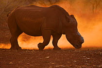 RF - White rhinoceros / Square-lipped rhinoceros (Ceratotherium simum) dehorned, Zimanga Private Nature Reserve, KwaZulu Natal, South Africa
