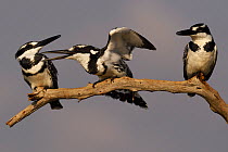 RF - Pied kingfisher (Ceryle rudis) group of three perched on branch, squabbling, Zimanga Private Nature Reserve, KwaZulu Natal, South Africa