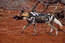 African Wild Dog / Painted Dog, (Lycaon pictus) Zimanga Private Nature Reserve, KwaZulu Natal, South Africa