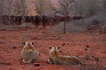 RF - African lion, (Panthera leo) confronted by a herd of African buffalo / Cape buffalo (Syncerus caffer), Zimanga Private Nature Reserve, KwaZulu Natal, South Africa