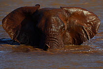 African bush elephant, (Loxodonta africana) in water, Zimanga Private Nature Reserve, KwaZulu Natal, South Africa