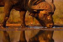 African buffalo / Cape buffalo (Syncerus caffer) drinking at waterhole, Zimanga Private Nature Reserve, KwaZulu Natal, South Africa