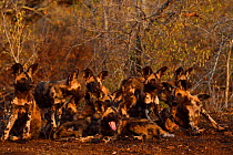 African Wild Dog / Painted Dog, (Lycaon pictus) group resting, Zimanga Private Nature Reserve, KwaZulu Natal, South Africa