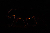 RF - African lion, (Panthera leo) female at night, Zimanga Private Nature Reserve, KwaZulu Natal, South Africa