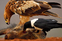 Tawny eagle (Aquila rapax), and Pied Crow, (Corvus albus) feeding on warthog carcass, Zimanga Private Nature Reserve, KwaZulu Natal, South Africa
