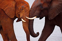 RF - African bush elephant, (Loxodonta africana) two playing head to head, Zimanga Private Nature Reserve, KwaZulu Natal, South Africa