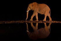 African bush elephant, (Loxodonta africana) reflected in a waterhole at night, Zimanga Private Nature Reserve, KwaZulu Natal, South Africa