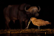 Hammerkop / Hammerhead stork (Scopus umbretta) eating a toad, with an African buffalo / Cape buffalo (Syncerus caffer) in the background at night, Zimanga Private Nature Reserve, KwaZulu Natal, South...